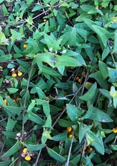 Chenopodium nutans nutans