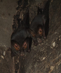 Megaderma spasma