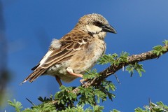 Plocepasser donaldsoni