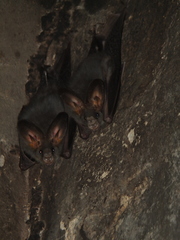 Megaderma spasma
