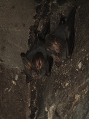 Megaderma spasma