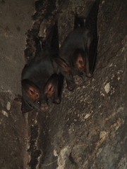 Megaderma spasma