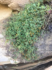 Chenopodium nutans nutans