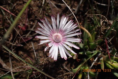 Acrodon bellidiflorus