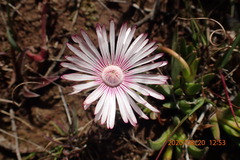 Acrodon bellidiflorus