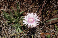Acrodon bellidiflorus