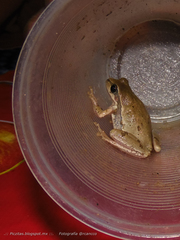 Hyla euphorbiacea