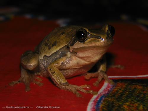 Southern Highland Tree Frog