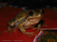 Hyla euphorbiacea