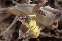 Gladiolus mutabilis
