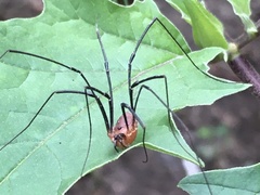 Leiobunum calcar
