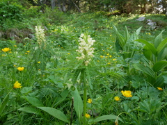 Pedicularis foliosa