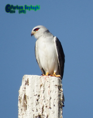 Elanus caeruleus