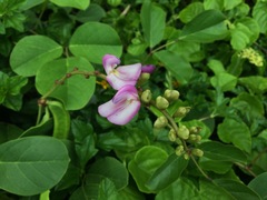 Canavalia rosea