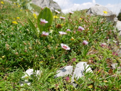 Erigeron uniflorus