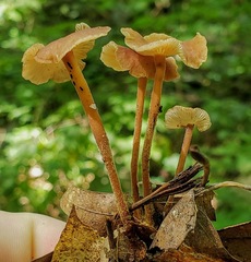 Collybiopsis subnuda