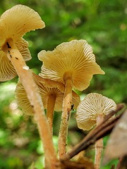Collybiopsis subnuda