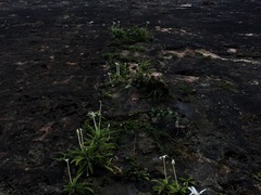 Hippobroma longiflora