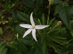Hippobroma longiflora