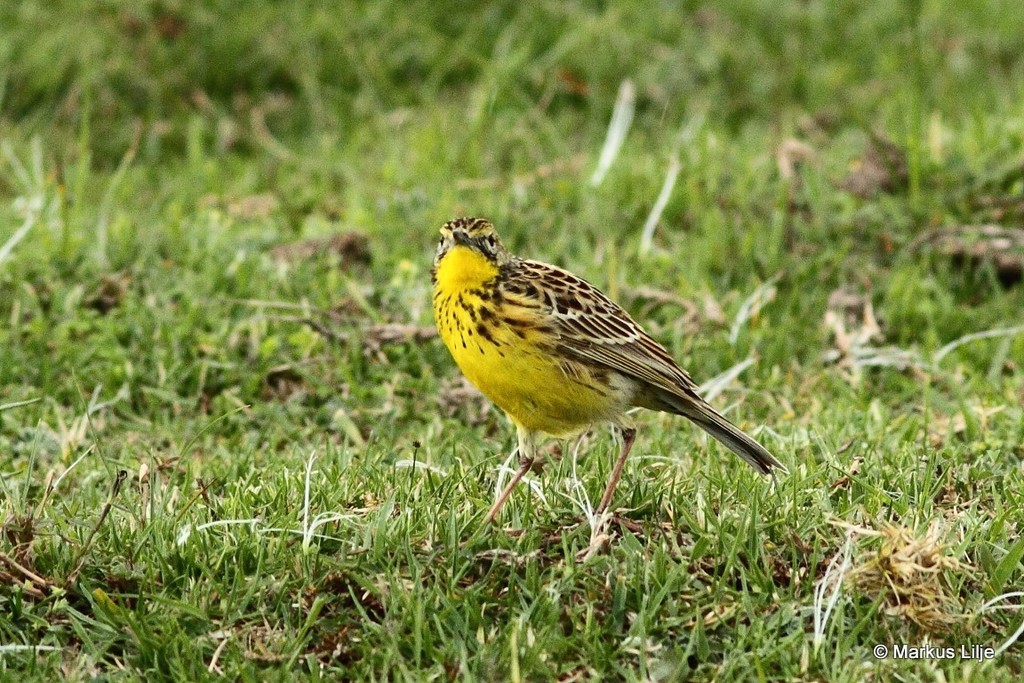Sharpe's Longclaw photo