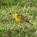 Wagtails and Pipits - Photo (c) markus lilje, some rights reserved (CC BY-NC-ND), uploaded by markus lilje