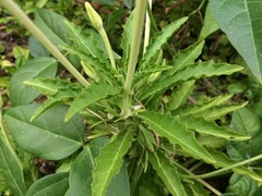 Hippobroma longiflora
