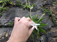 Hippobroma longiflora