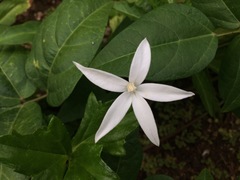 Hippobroma longiflora