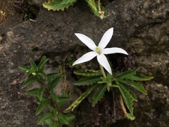 Hippobroma longiflora
