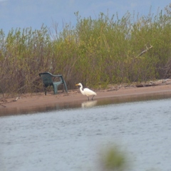 Ardea alba egretta