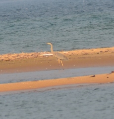 Ardea herodias herodias