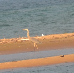 Ardea herodias herodias