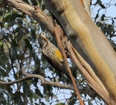 Anthochaera paradoxa