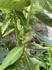 Danaus plexippus