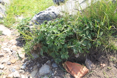 Potentilla ancistrifolia