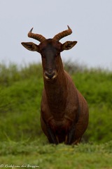Damaliscus lunatus lunatus
