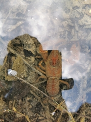 Austropotamobius torrentium