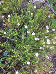 Agathosma cerefolium