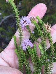Agathosma cerefolium