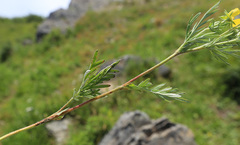 Potentilla tergemina