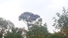 Jacaranda copaia