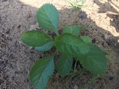 Stachytarpheta jamaicensis