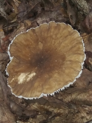 Lactifluus gerardii