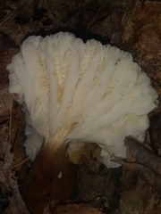 Lactifluus gerardii