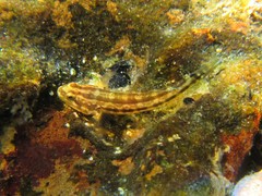 Tridentiger trigonocephalus