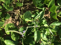 Stachytarpheta jamaicensis