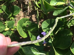 Stachytarpheta jamaicensis