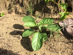 Stachytarpheta jamaicensis