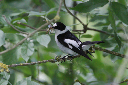 Papamoscas acollarado (Ficedula albicollis)