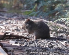 Potorous tridactylus
